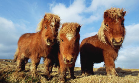 Shetland-ponies-007